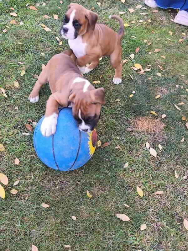Německý boxer - foto 4