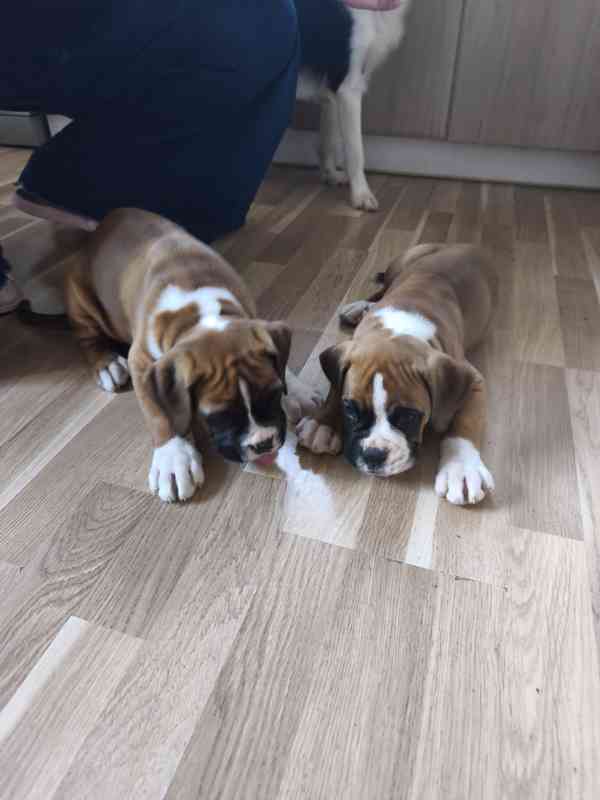 Německý boxer - foto 2