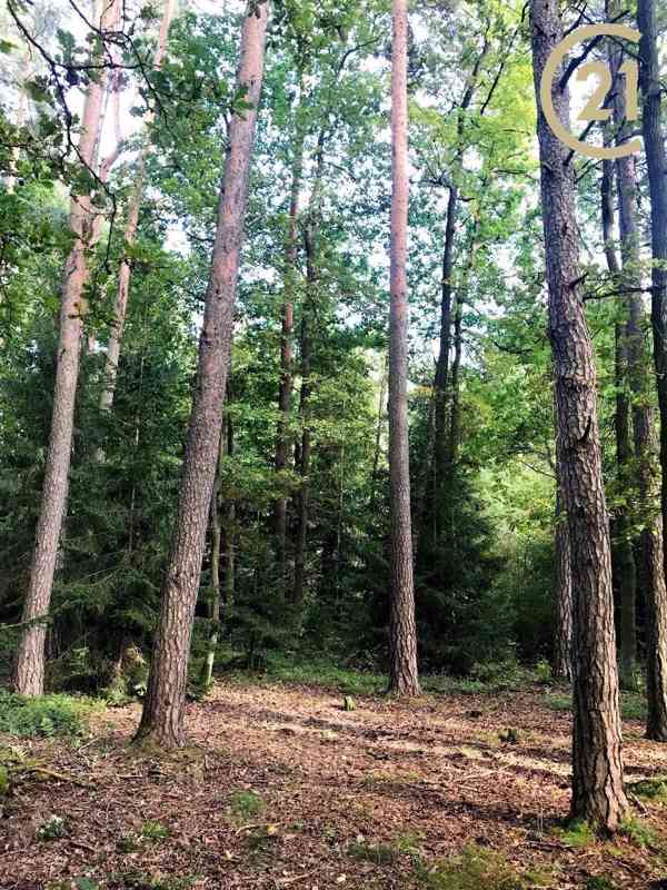 Prodej, Pozemky - lesní pozemek 571m2,  trvalý travní porost,  3086m2,  - Třeboň - Branná - foto 2