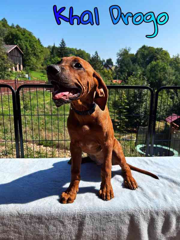 Rhodéský ridgeback s PP - foto 2