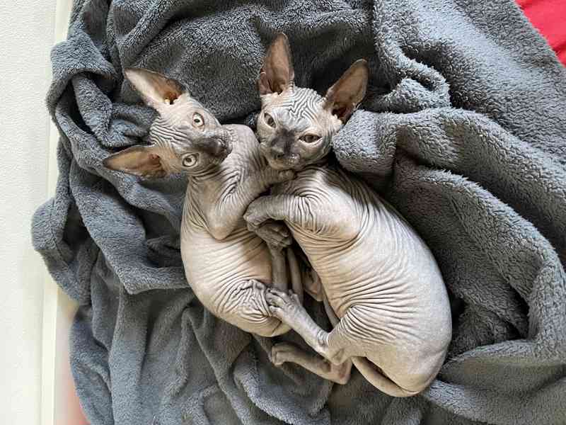 Koťátka kanadského sphynxe - foto 1