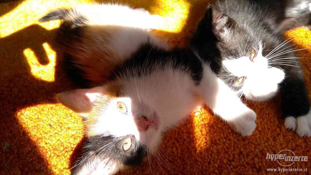 Různobarervá koťátka od Britské kočky - foto 1