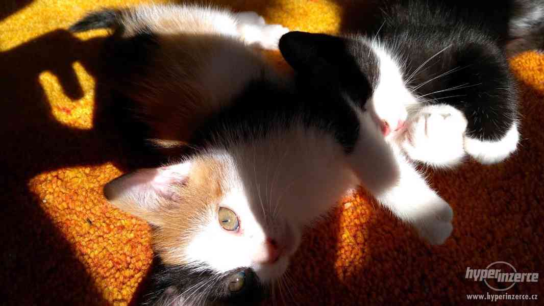 Různobarervá koťátka od Britské kočky - foto 2