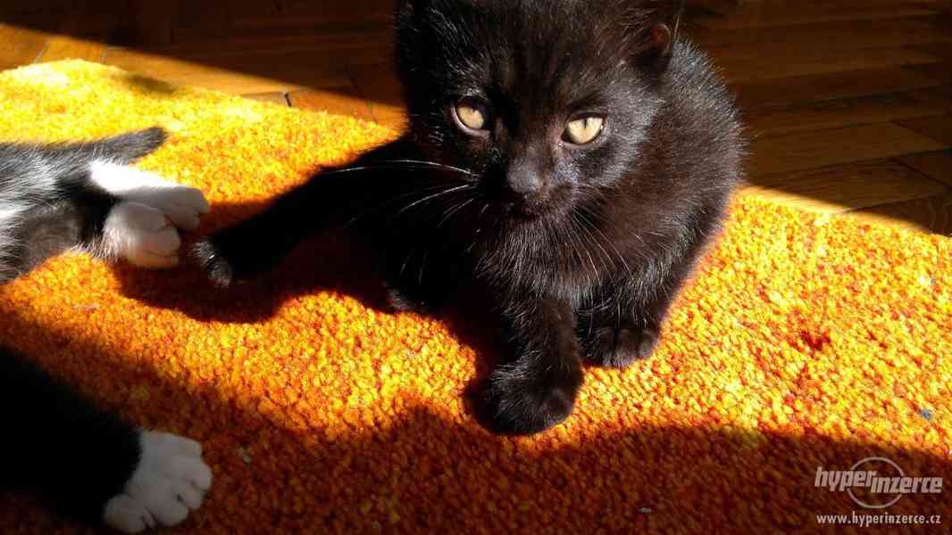 Různobarervá koťátka od Britské kočky - foto 3