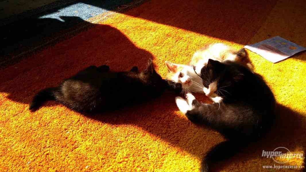 Různobarervá koťátka od Britské kočky - foto 5