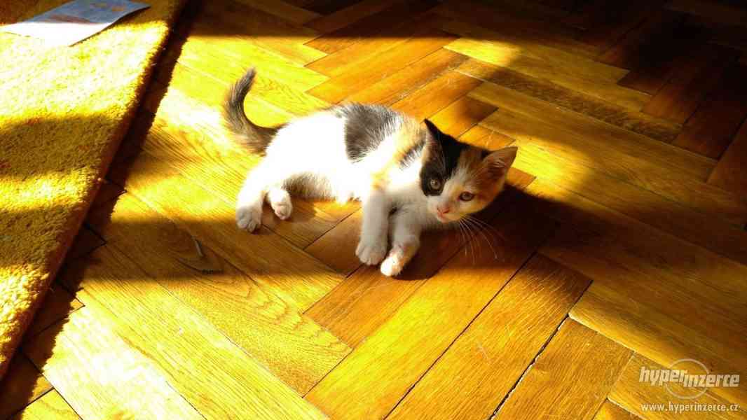 Různobarervá koťátka od Britské kočky - foto 6