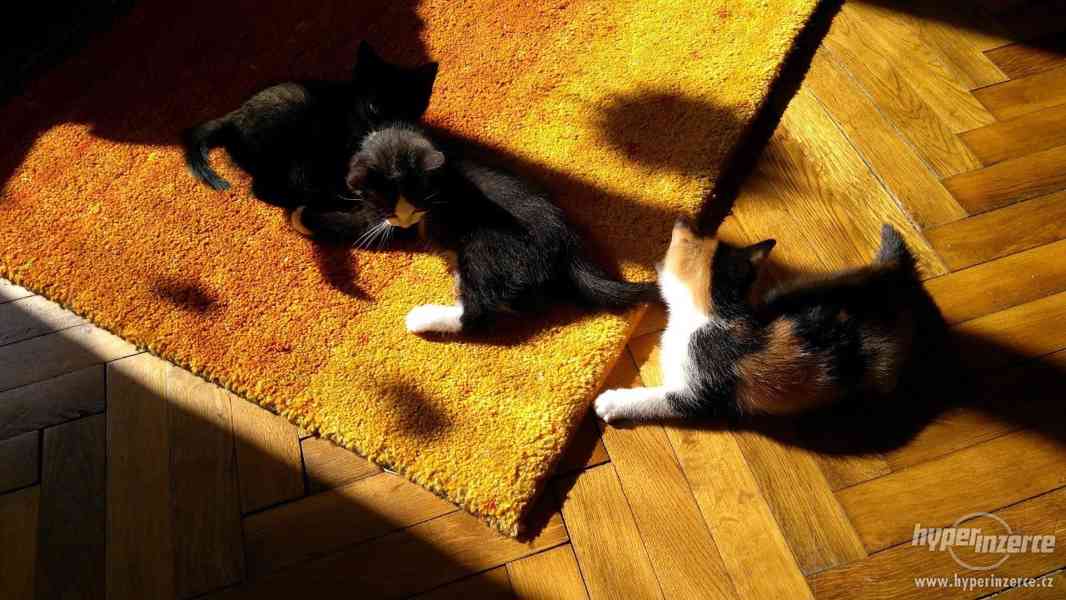 Různobarervá koťátka od Britské kočky - foto 7