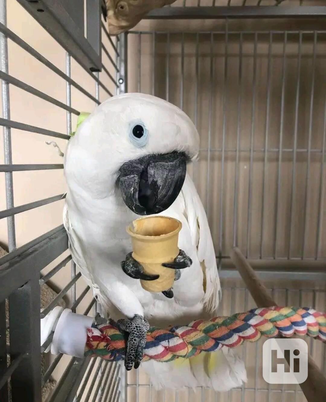 Prodám samečka kakadu - foto 1