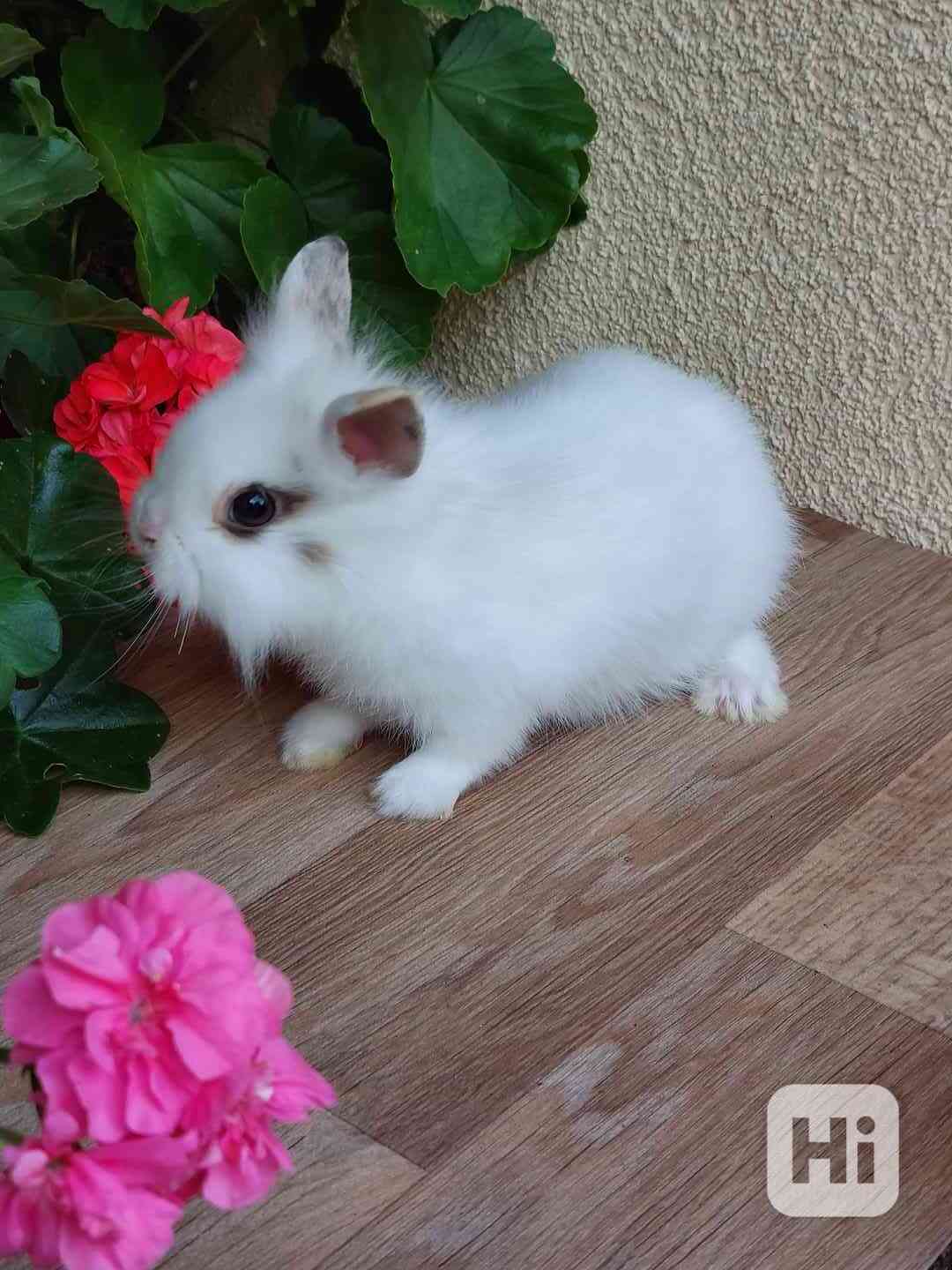 Zakrslý králík - samička - foto 1