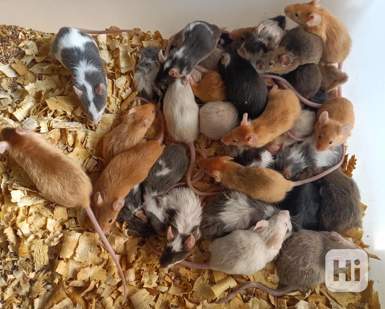 Myš, myši - foto 1