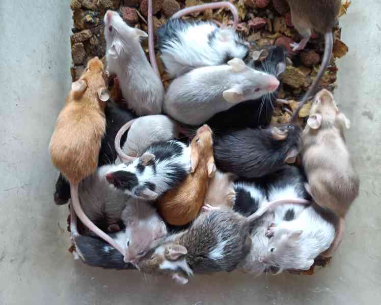 Myš, myši - foto 2