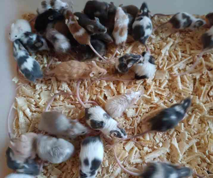 Myš, myši - foto 3