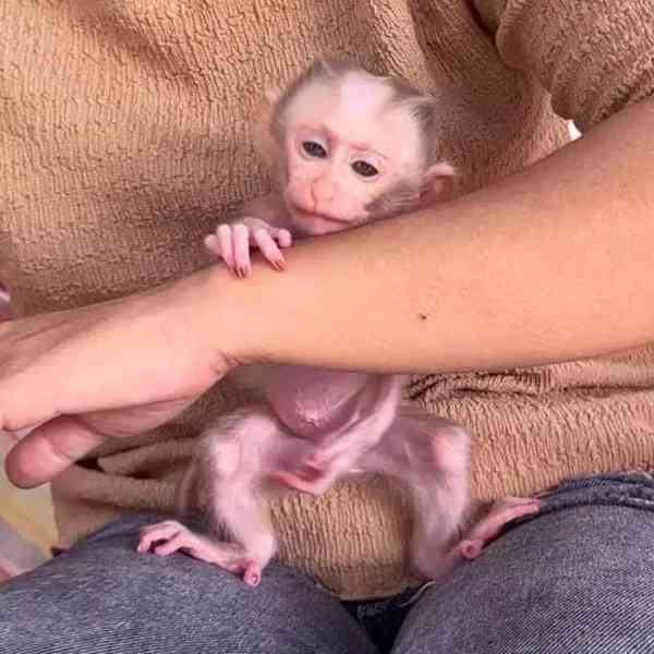 CENOVĚ DOSTUPNÉ MÍDLO OPIČKY KAPUCINY K ADOPCI - foto 2