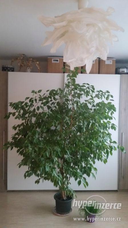 Fikus benjamin - foto 1