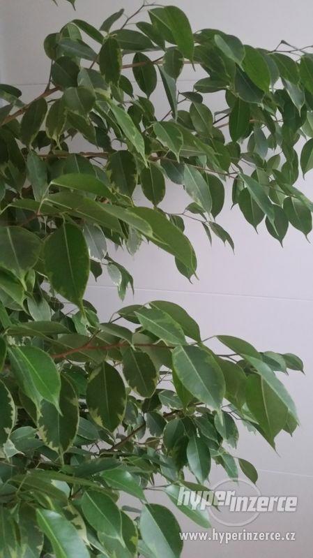 Fikus benjamin - foto 2