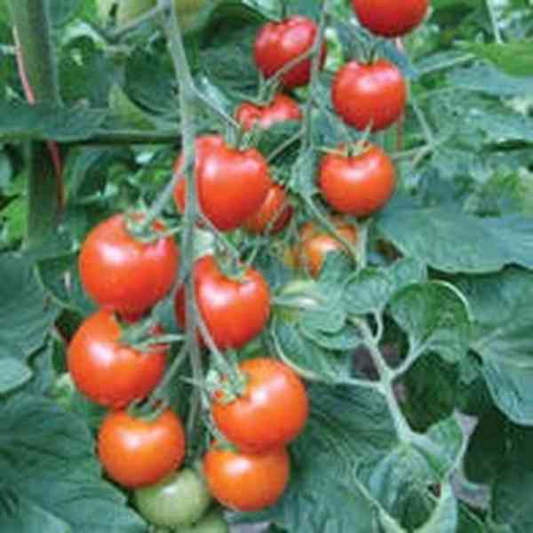 semena rajče Bejbino F1 - foto 1