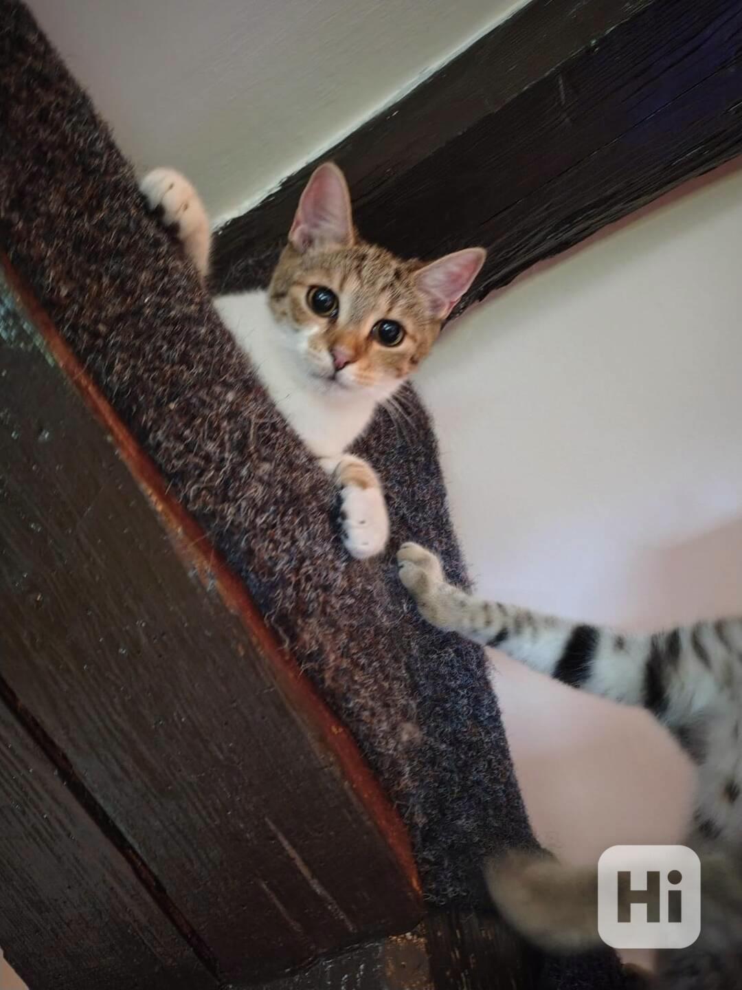 Mouratobílá 5-5,5měsíční kočička Melinda - foto 1