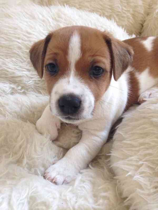 Jack russell terier klučík - foto 2