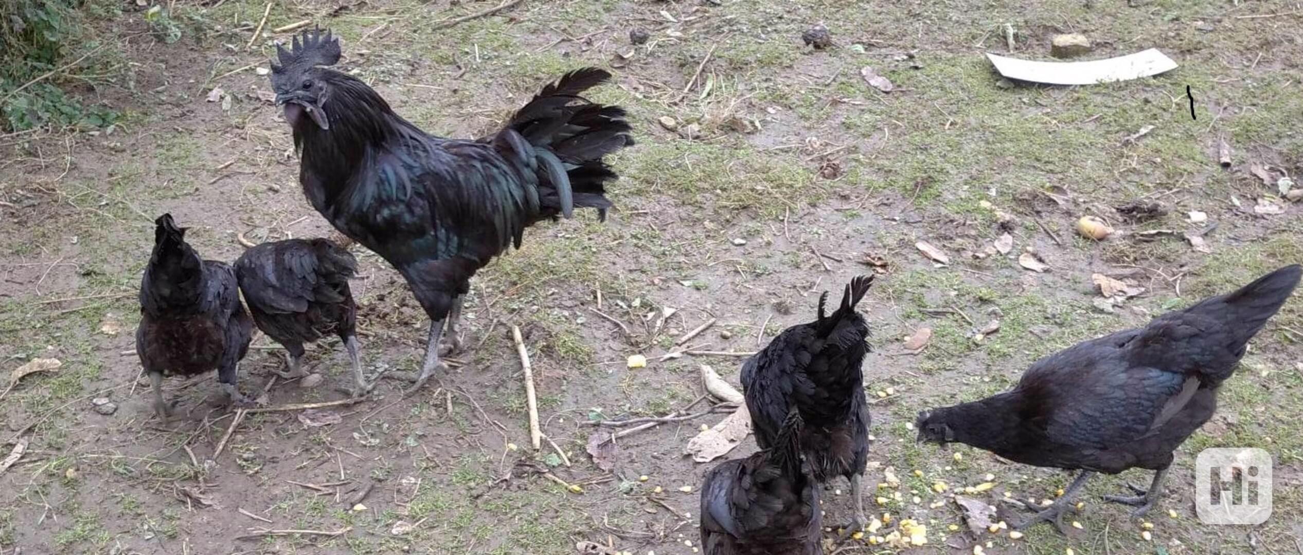 Ayam ceman - kuřata - foto 1