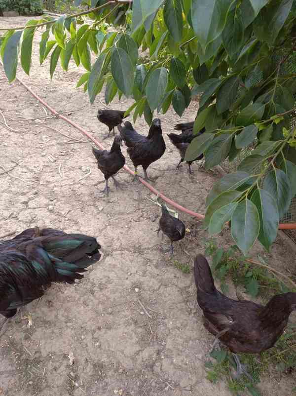 Ayam ceman - kuřata - foto 2