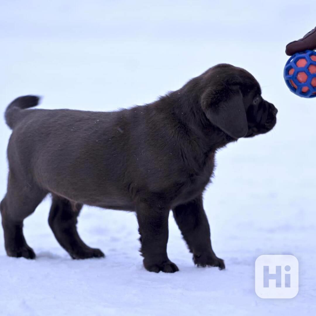 Nabízíme k prodeji labradora. - foto 1