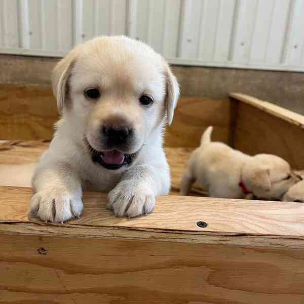 Nabízíme k prodeji labradora. - foto 3