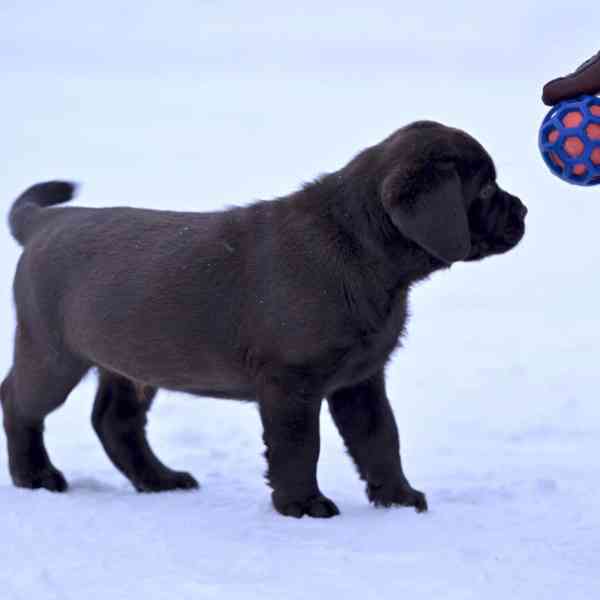 Nabízíme k prodeji labradora. - foto 1
