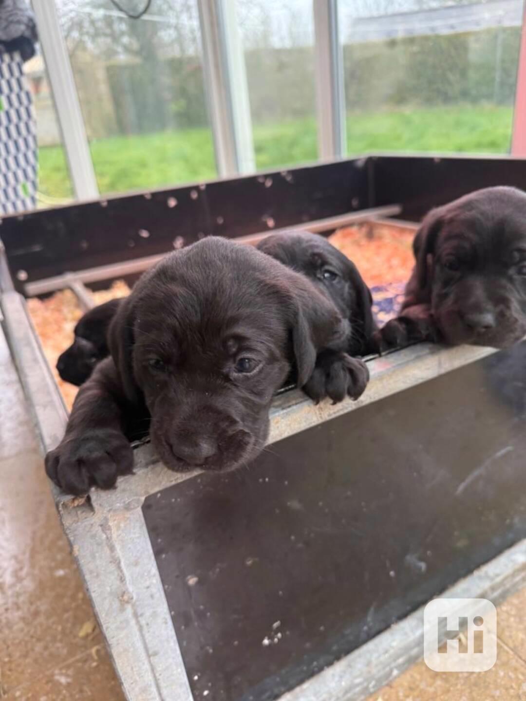 Labrador - štěňátka s PP - foto 1