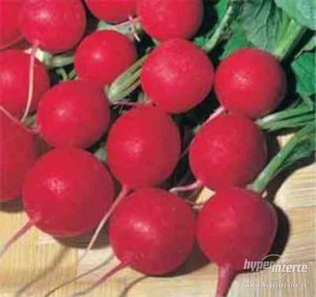 Ředkvička Rosso Gigante Sardo - semena - foto 1