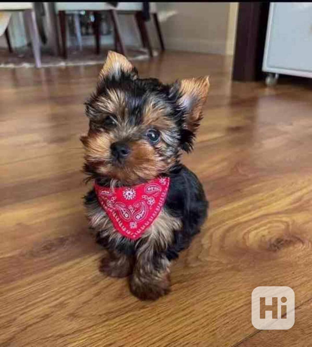 Štěňata jorkšírského teriéra k adopci - foto 1