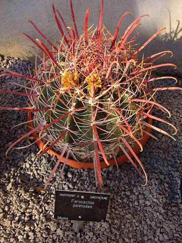 Kaktus Ferocactus peninsulae - semena