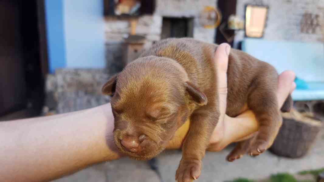 Patterdale teriér štěňata - foto 5