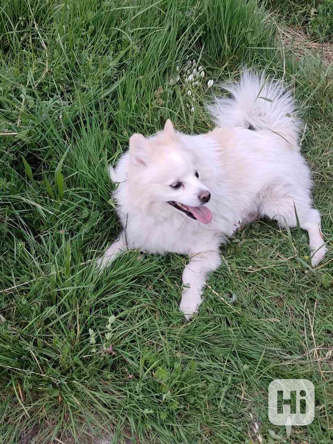 Nemecky špic ke krytí  - foto 1