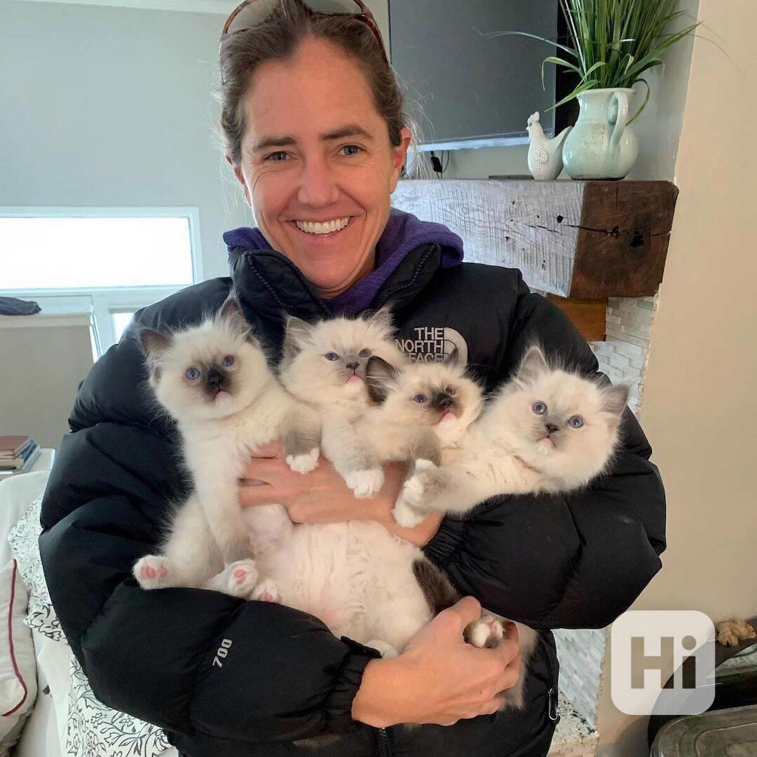 Koťata plemene Ragdoll - foto 1