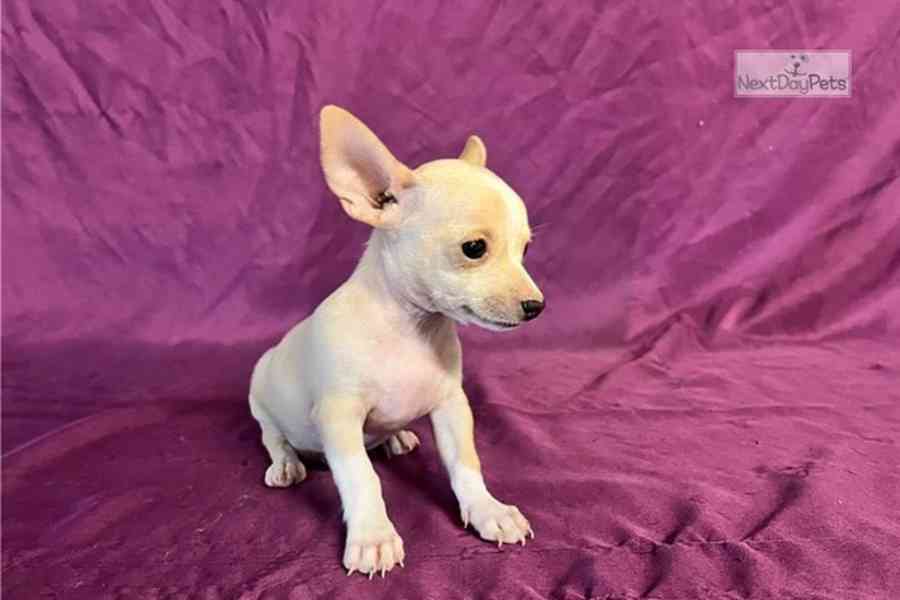 🐾 Vzácné štěňátko čivavy hledá milující domov 🏡 - foto 1