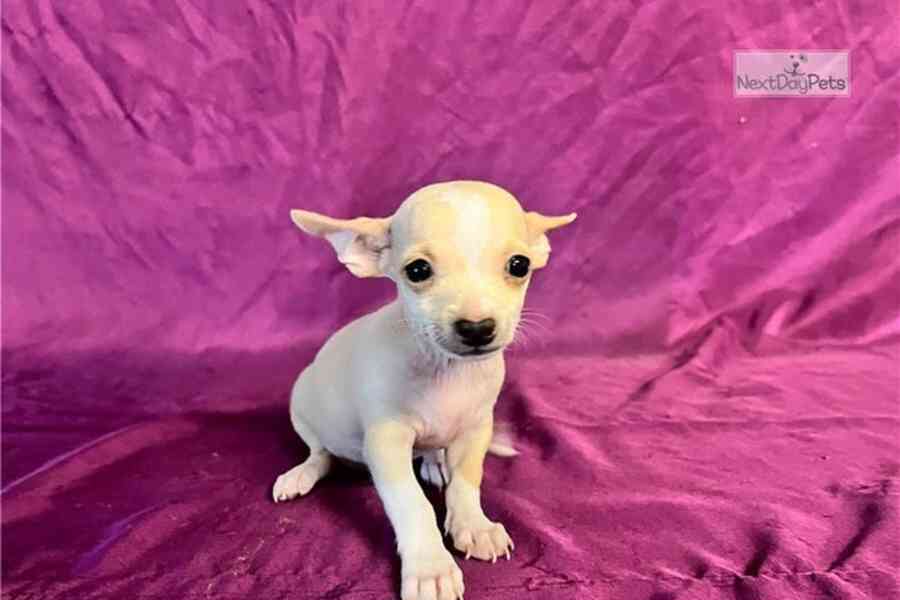 🐾 Vzácné štěňátko čivavy hledá milující domov 🏡 - foto 4