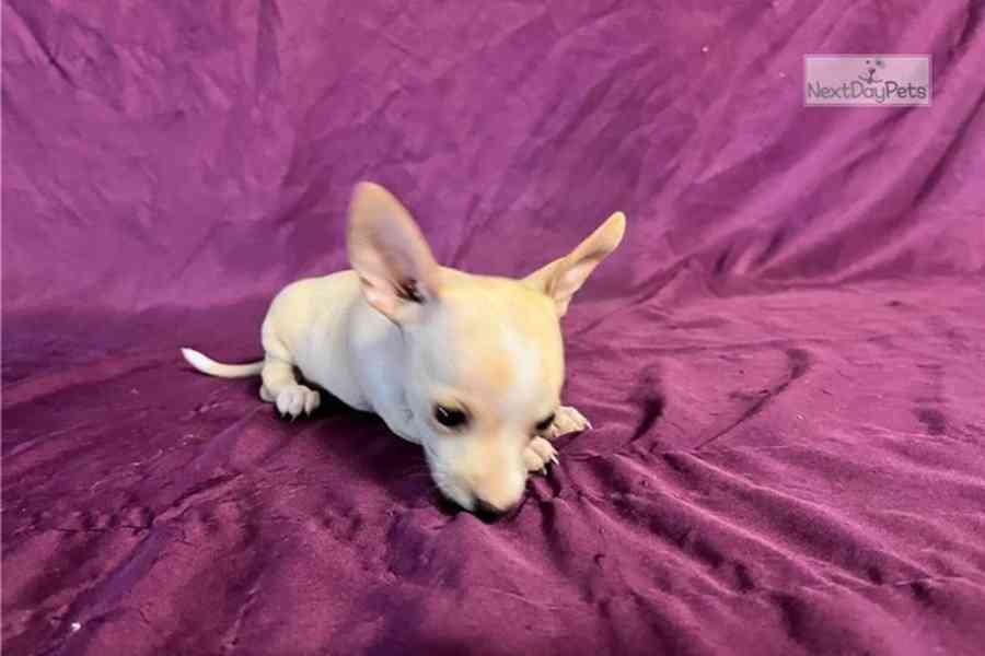 🐾 Vzácné štěňátko čivavy hledá milující domov 🏡 - foto 2