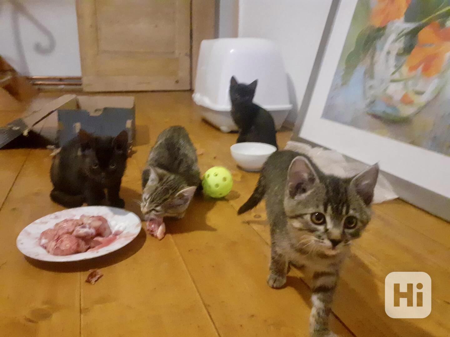 Daruji koťátka  - foto 1