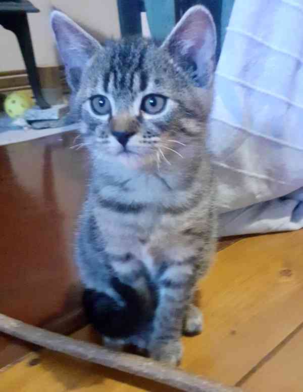 Daruji koťátka  - foto 2