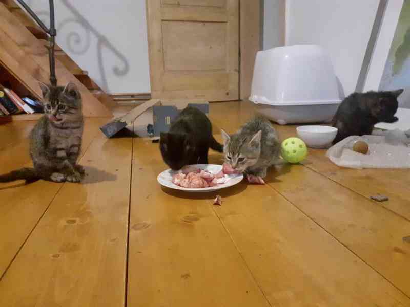 Daruji koťátka  - foto 3