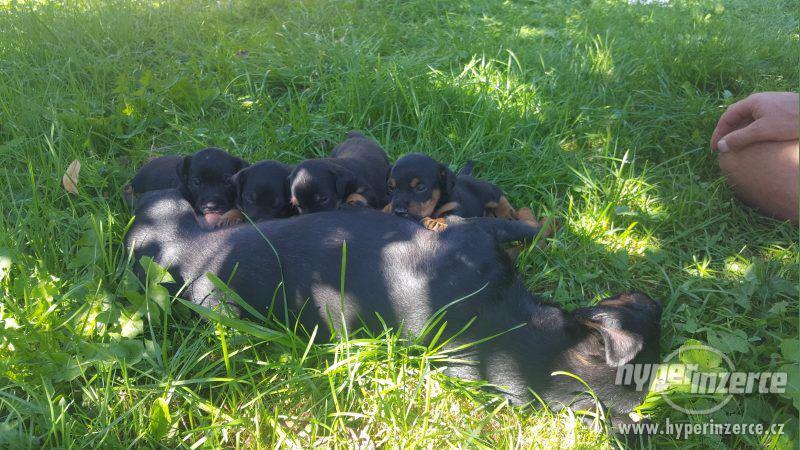 Štěňata Jagdteriéra - foto 3
