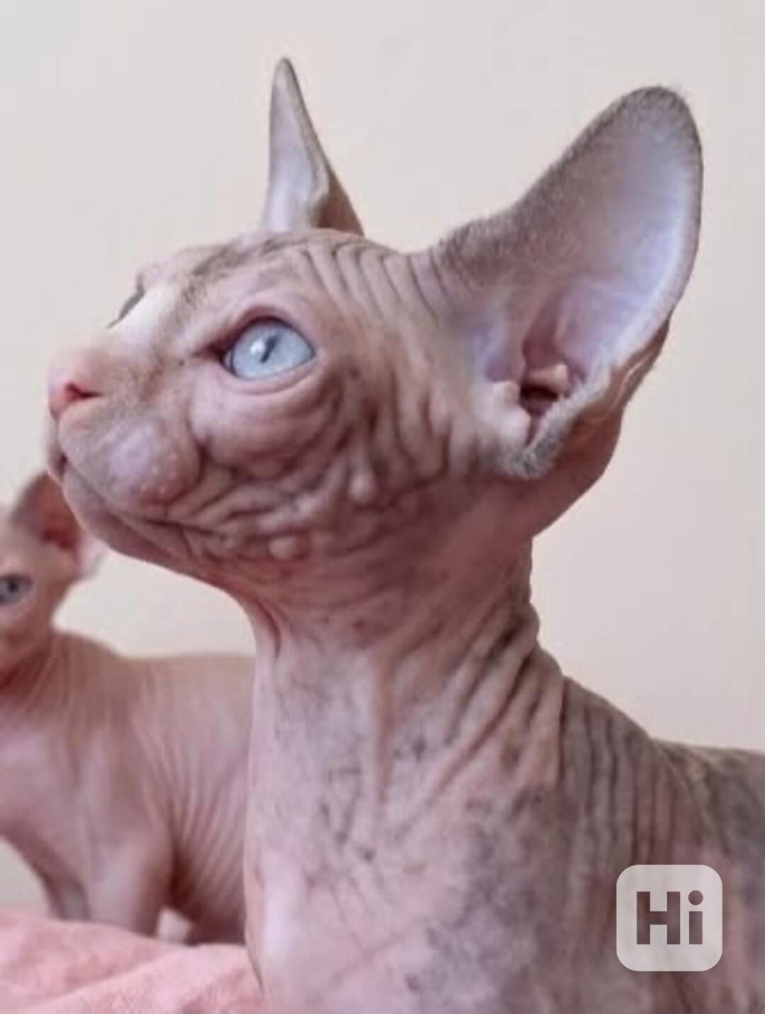 SPHYNX koťátko bez PP - foto 1