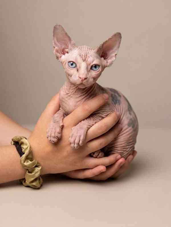SPHYNX koťátko bez PP - foto 2