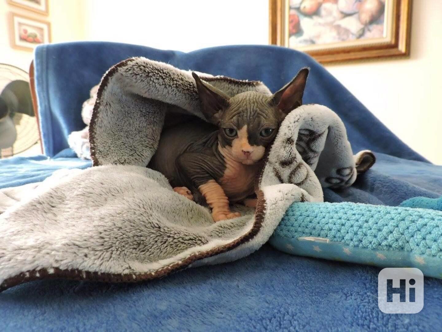 Registrovaná koťata Sphynx - foto 1
