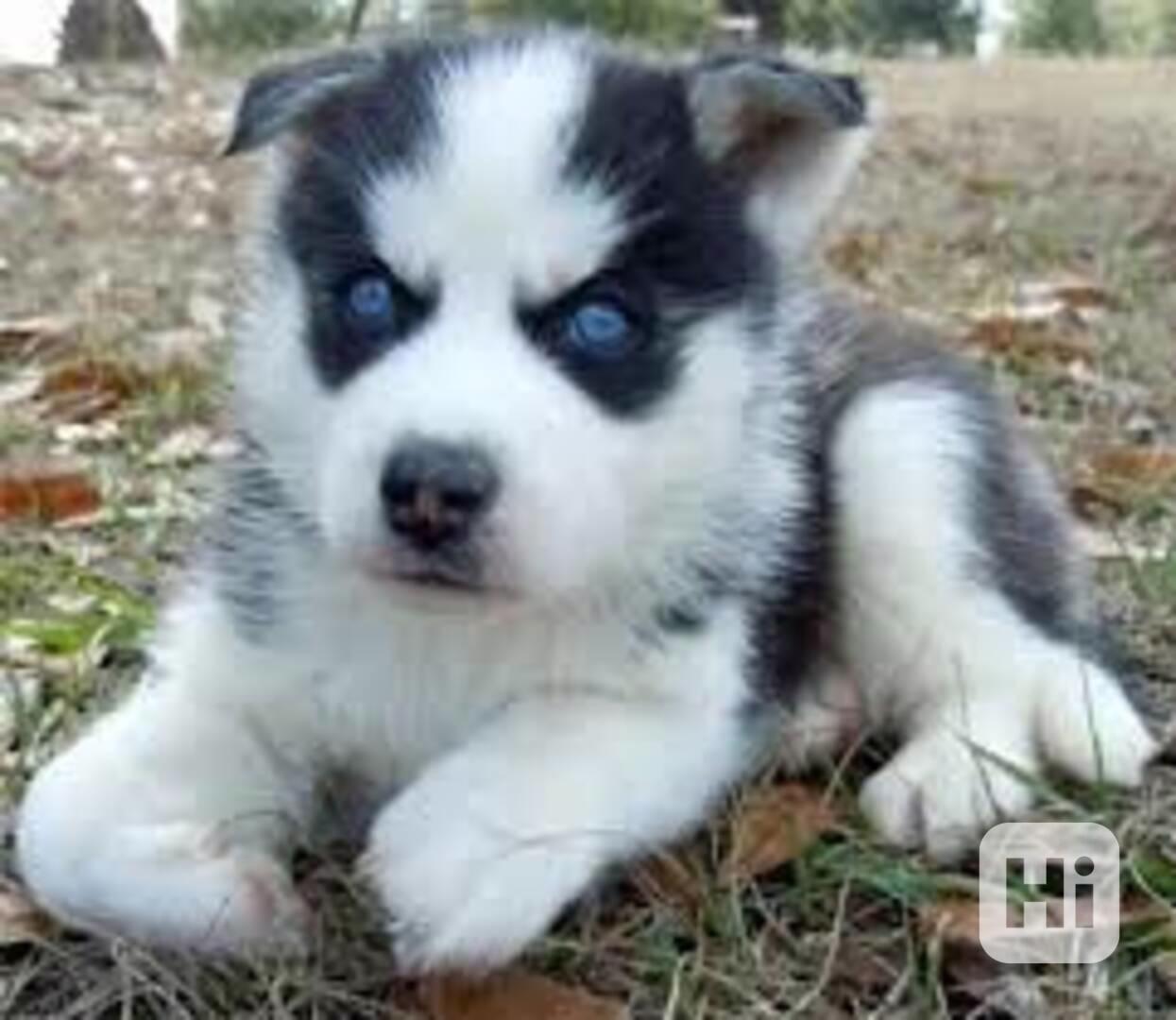 Štěňata huskyho připravena k adopci  - foto 1