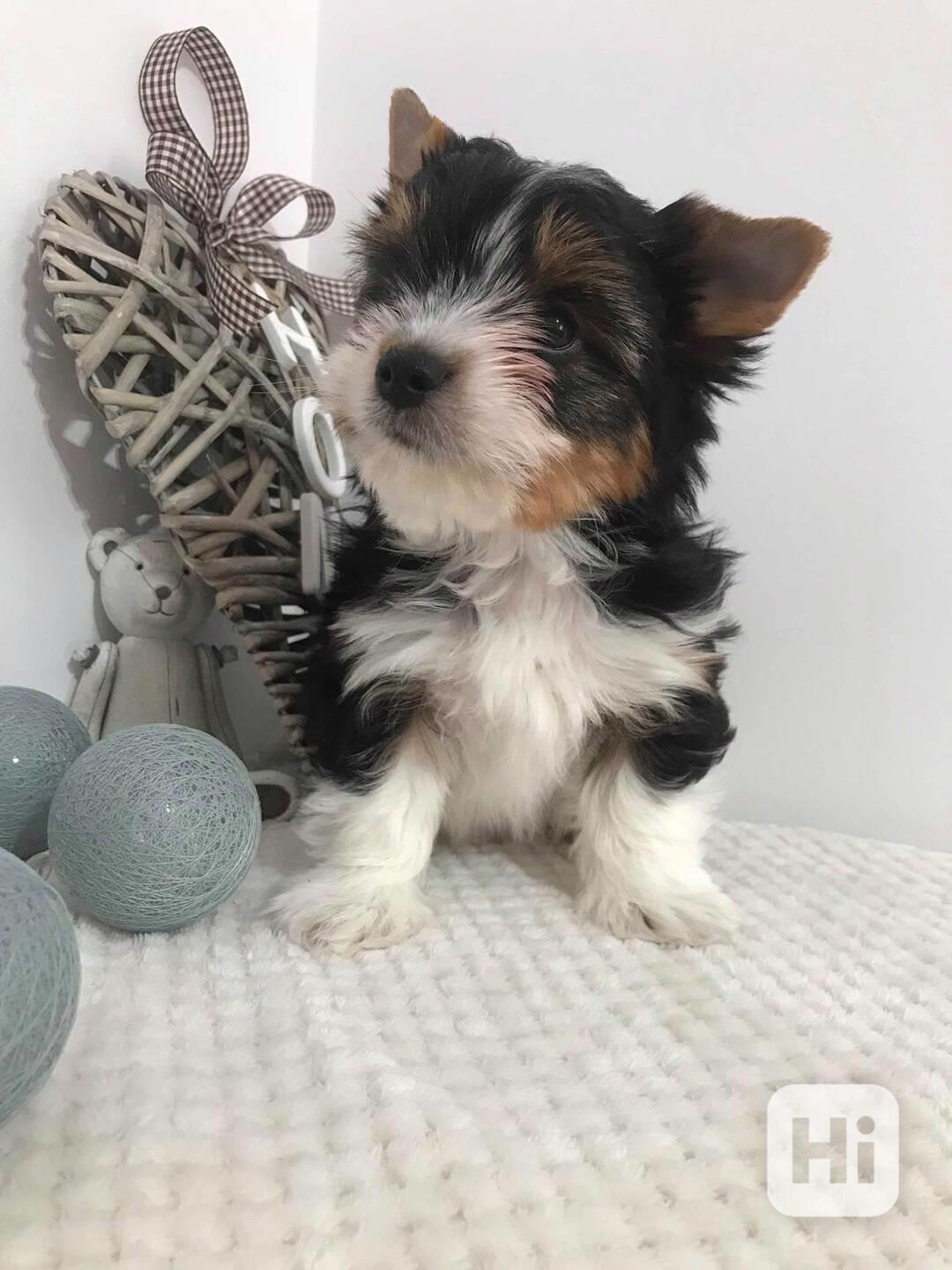 Yorkšírský teriér (Jorkšírský teriér) - foto 1