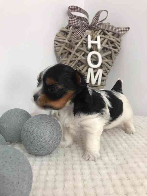 Yorkšírský teriér (Jorkšírský teriér) - foto 2