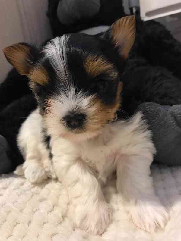 Yorkšírský teriér (Jorkšírský teriér) - foto 6