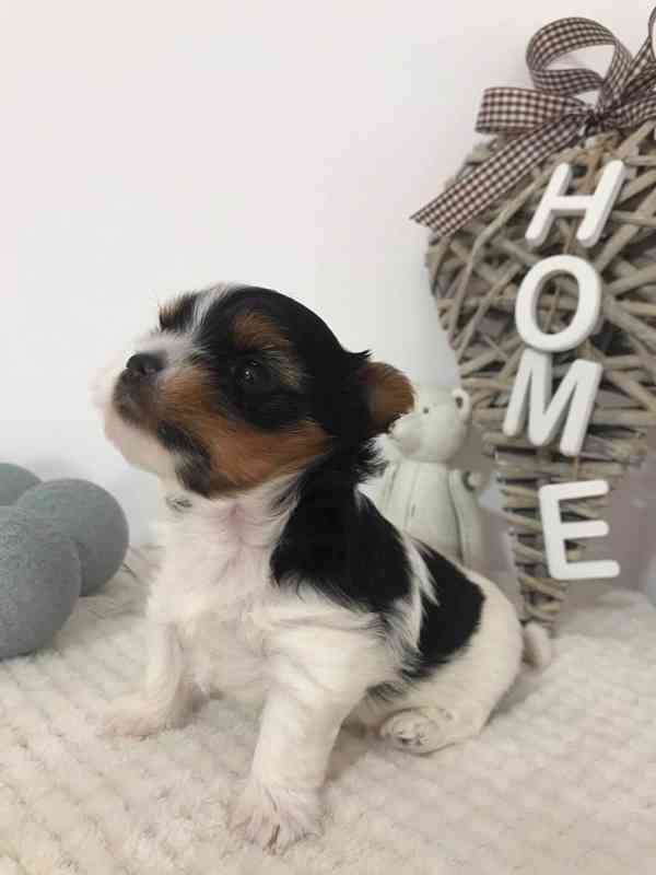 Yorkšírský teriér (Jorkšírský teriér) - foto 3