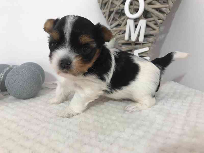 Yorkšírský teriér (Jorkšírský teriér) - foto 5